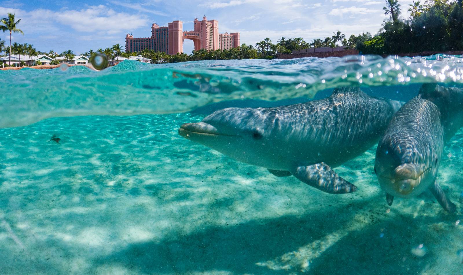 dolphin bablies