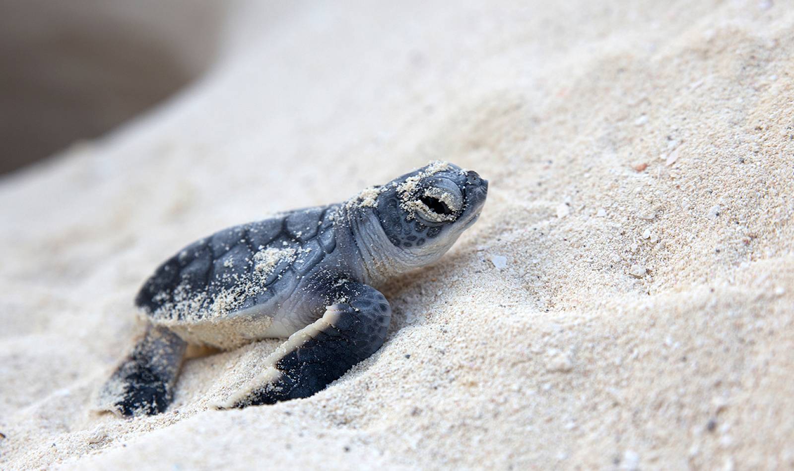 turtle 1600x750
