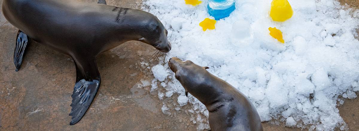 pupventure web header 1500x750