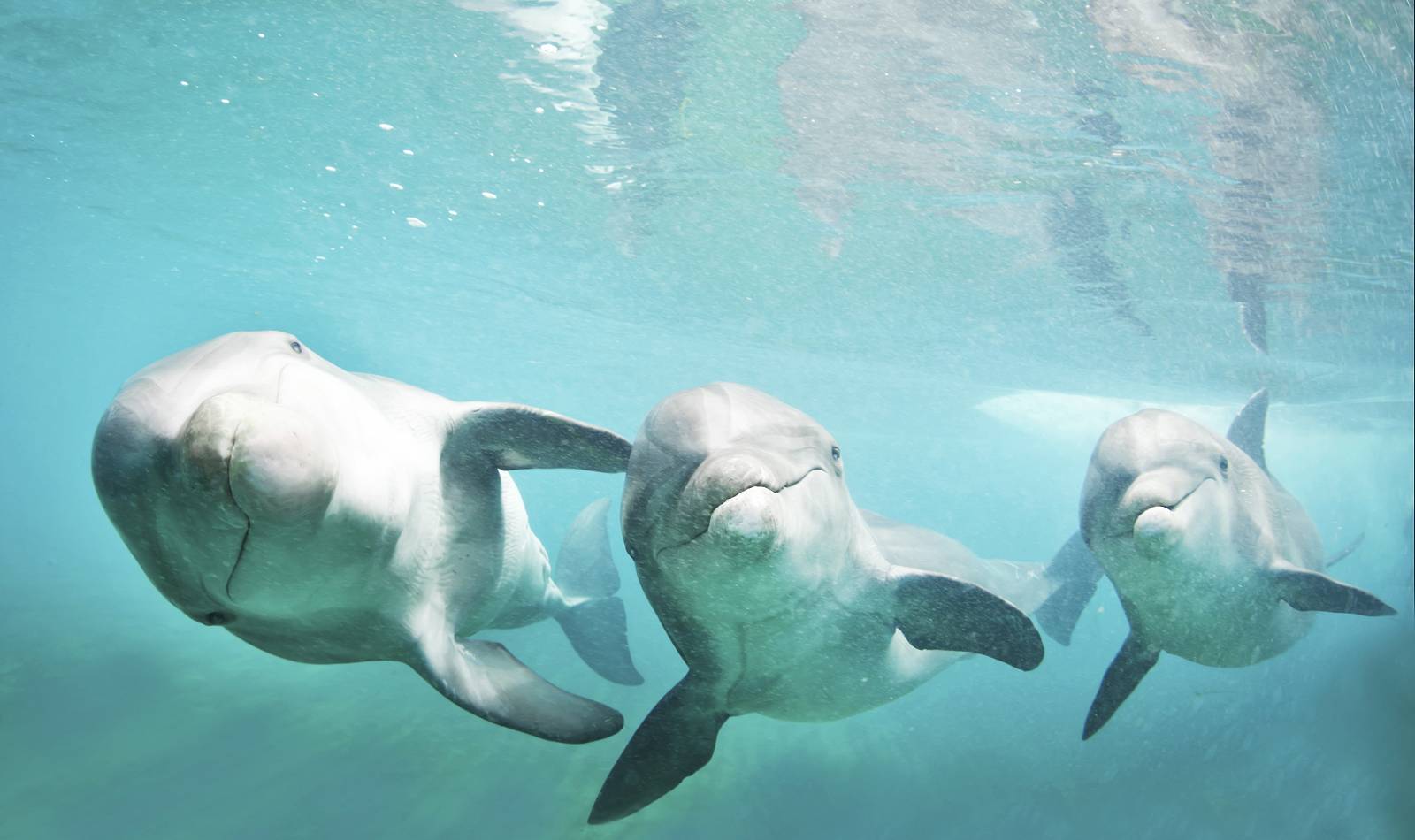 atlantis marine programs dolphin cay dolphins only jonah brewer sands