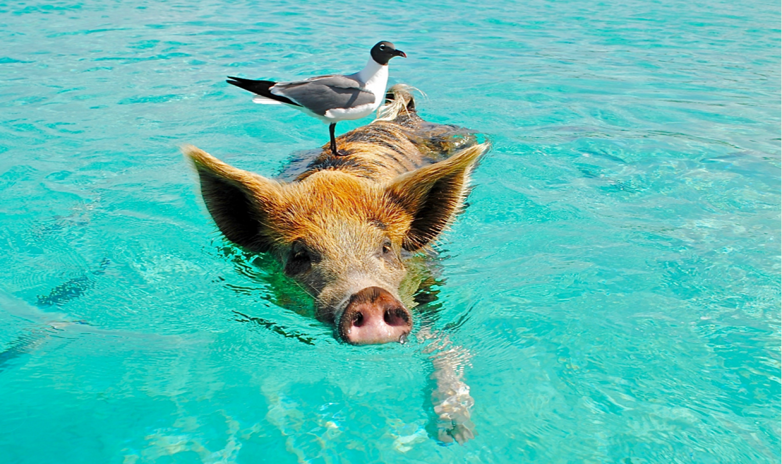 swimming pig pieces of 8