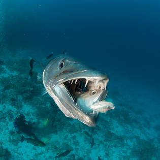 atlantis stock image baracuda istock 175386741