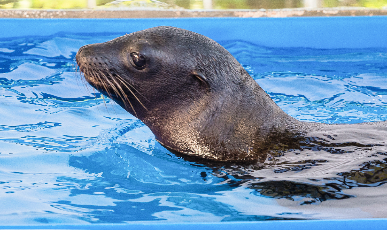 sea lion pup hero