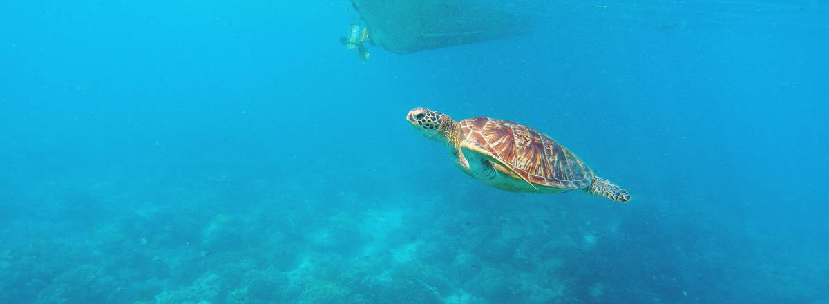 atlantis marine life green sea turtle underwater near boat prop
