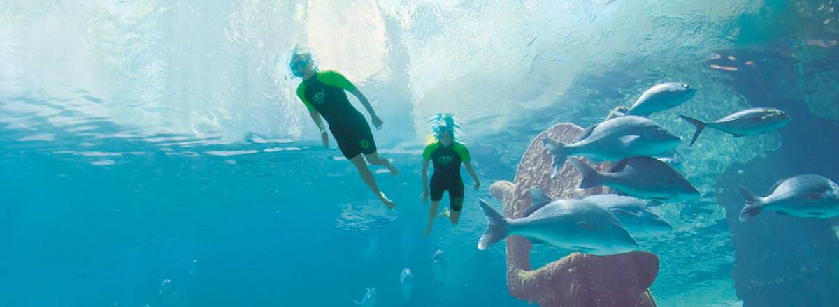 dolphincay snorkel ruins