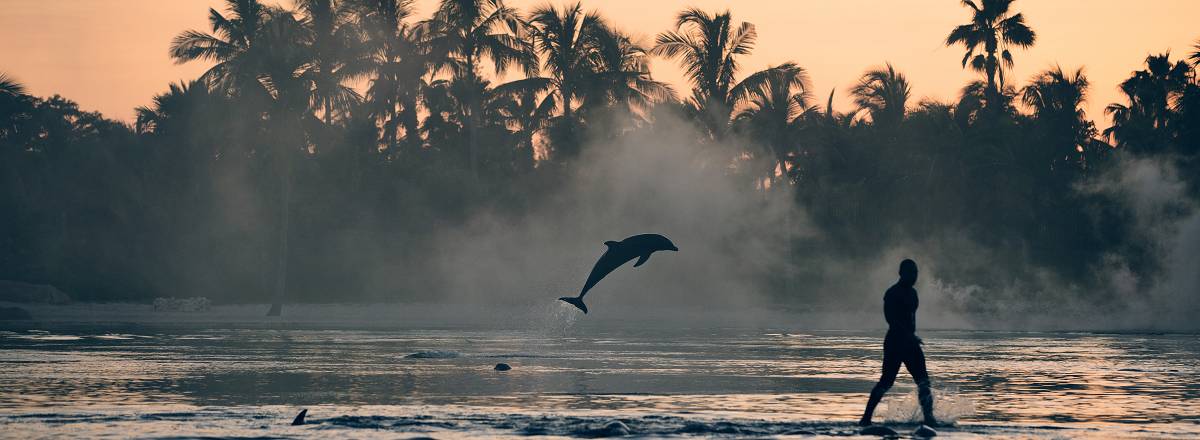Sunrise with Dolphins | Dolphin Experience | Atlantis Bahamas
