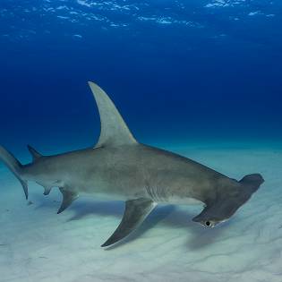 great hammerhead