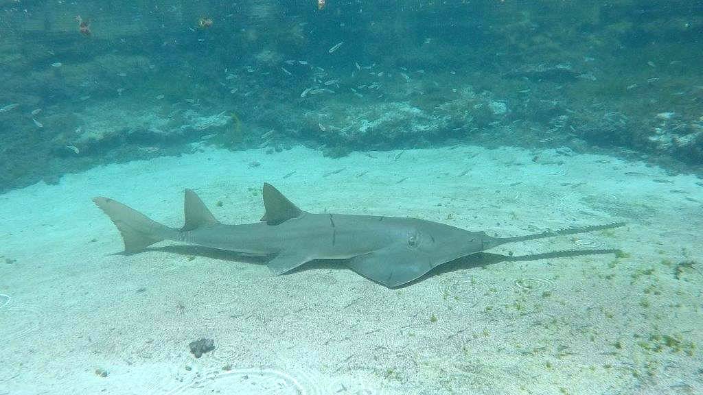 sawfish conditioning 4