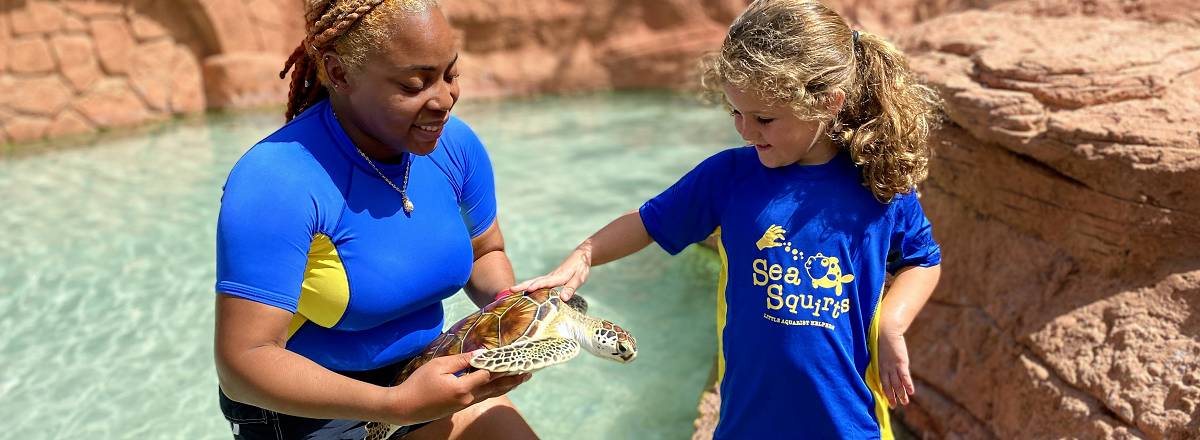 atlantis marine programs sea squirts