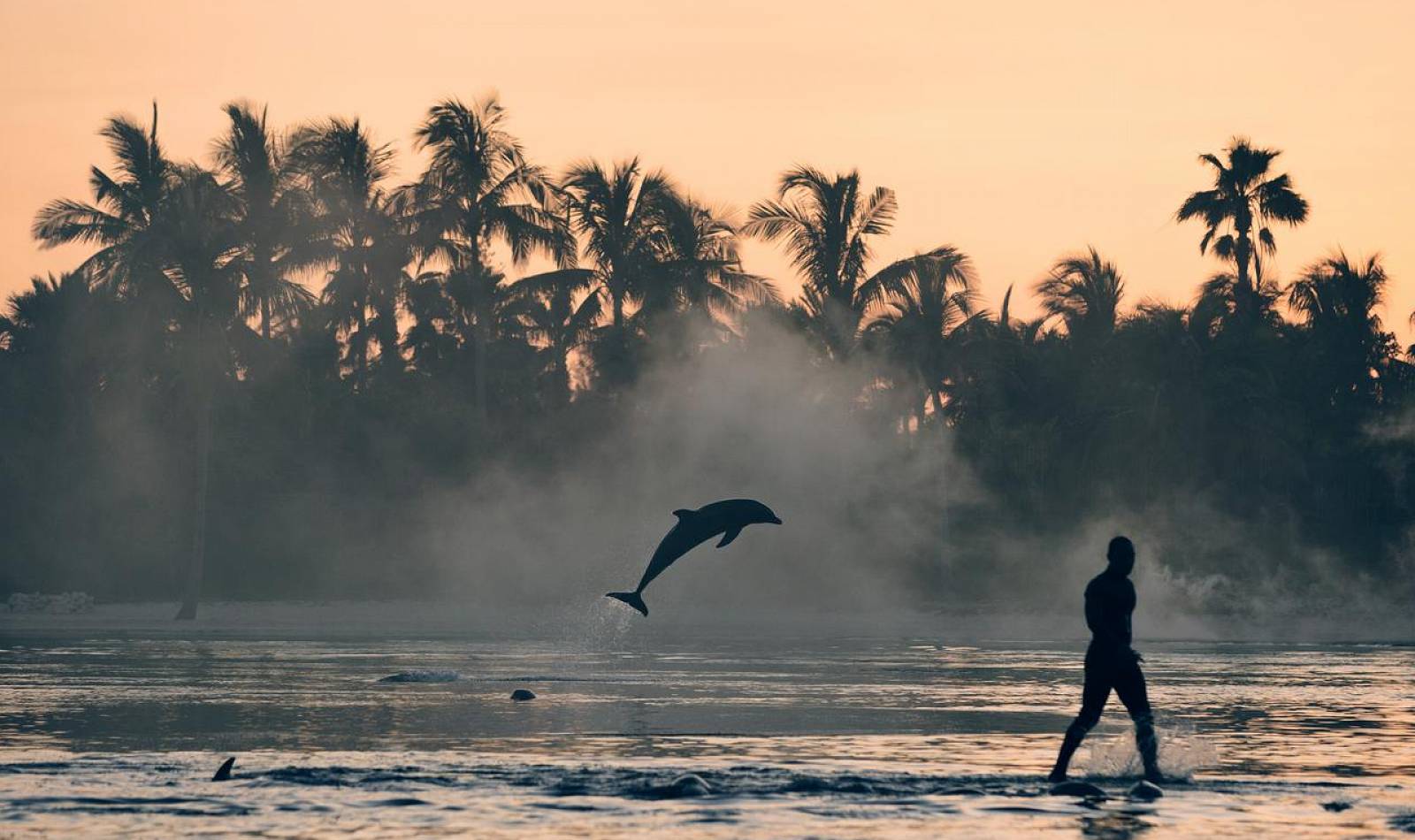 atlantis dolphin cay dolphin jumping at sunrise with trainer