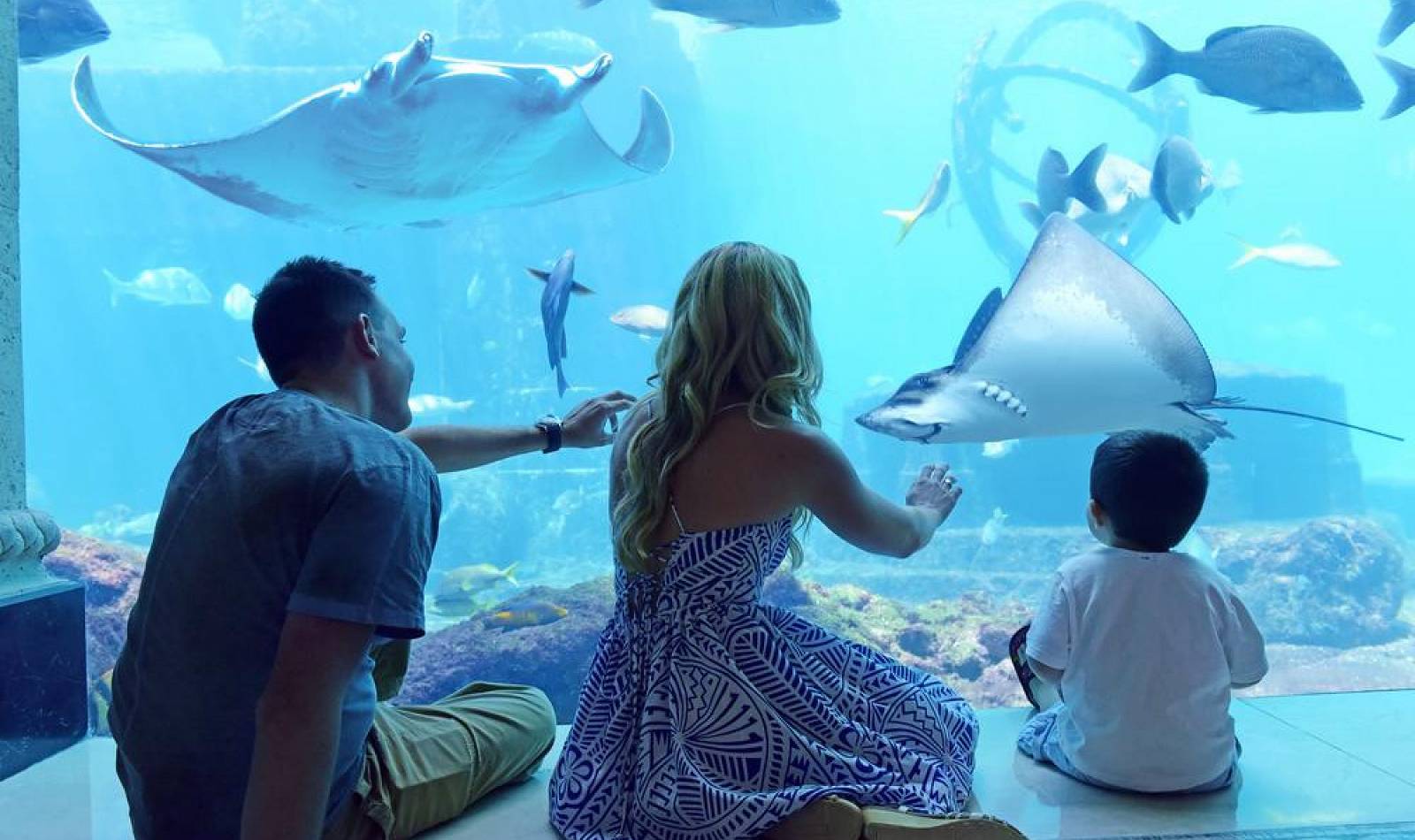 atlantis marine exhibits the ruins lagoon family at viewing window