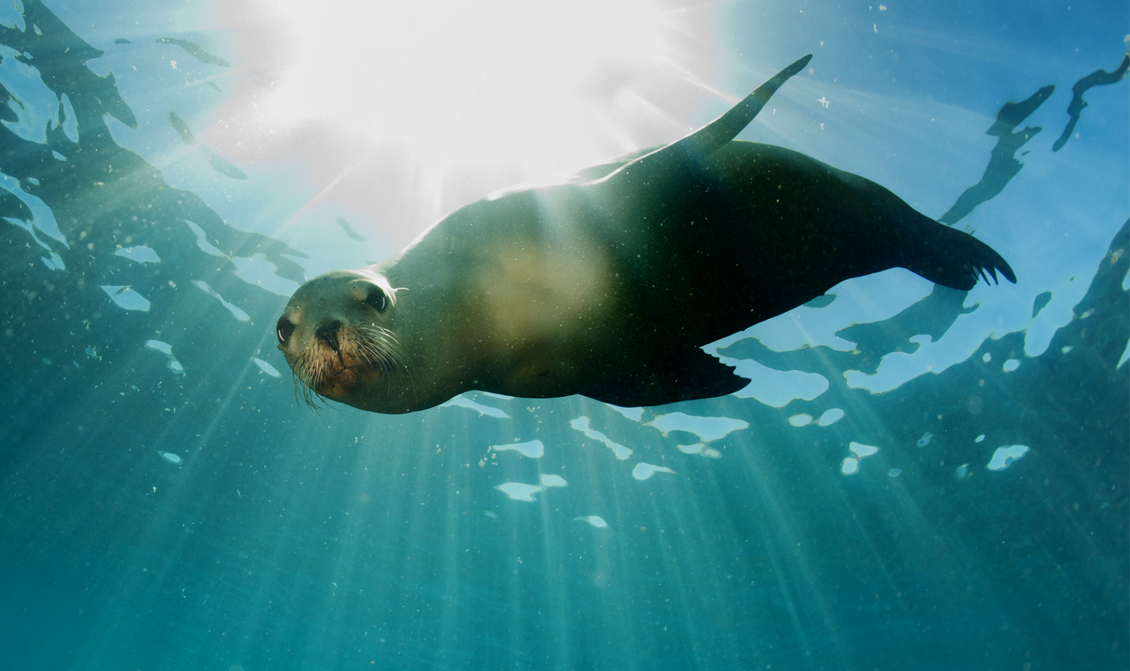 sea lion looking at you